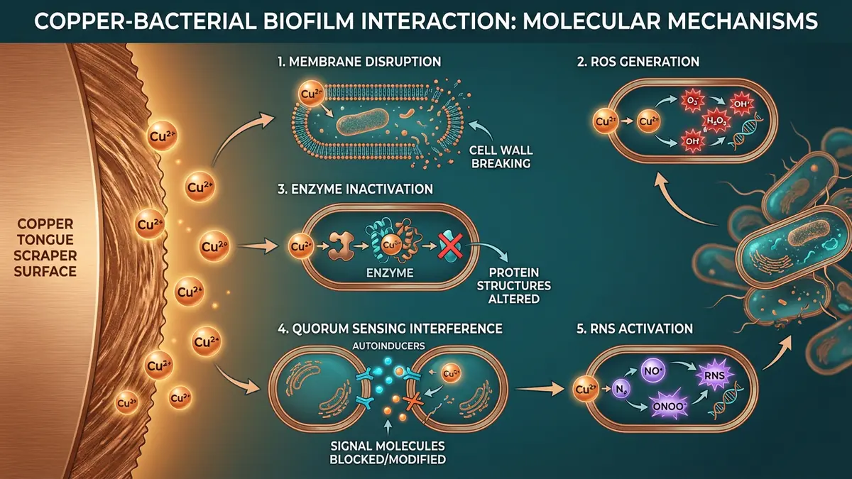 Scientific illustration showing copper's five-pathway biofilm disruption mechanism: cell membrane disruption, reactive oxygen species generation, enzyme inactivation through thiol binding, quorum sensing interference, and reactive nitrogen species activation against oral pathogen biofilms